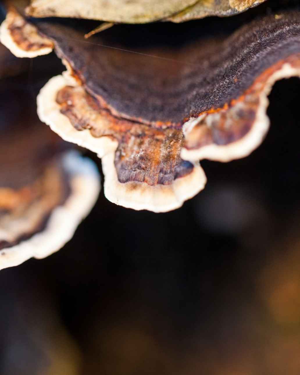 Pilz